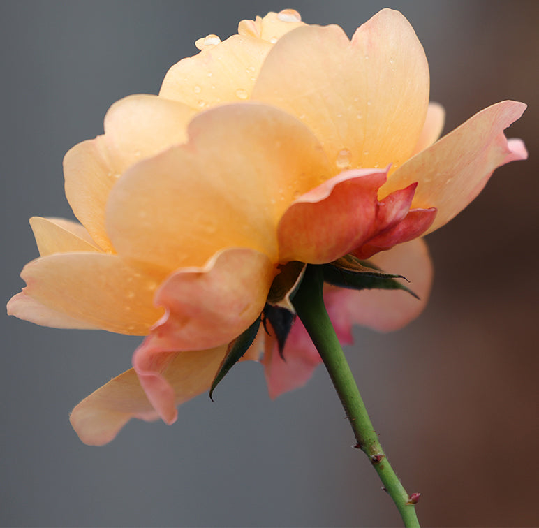 Smartphone Vs Pro Camera: Flower Edition