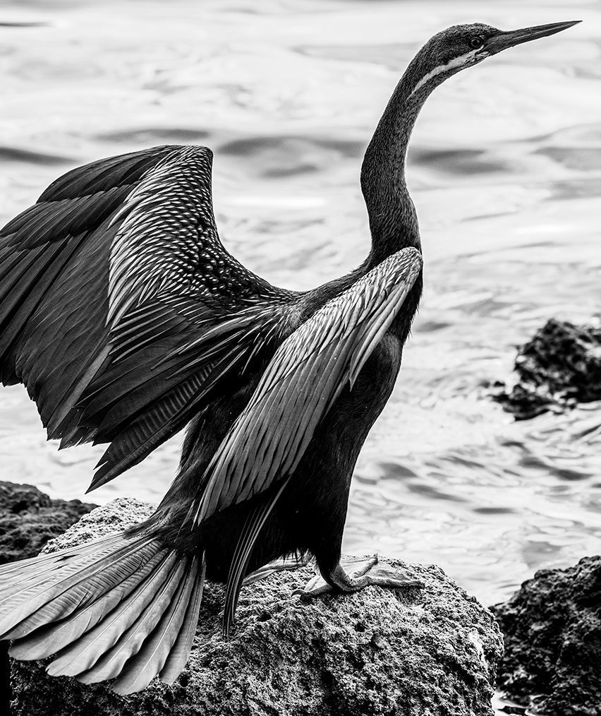 The Art of Black & White: Simple Secrets for Better B&W Photos