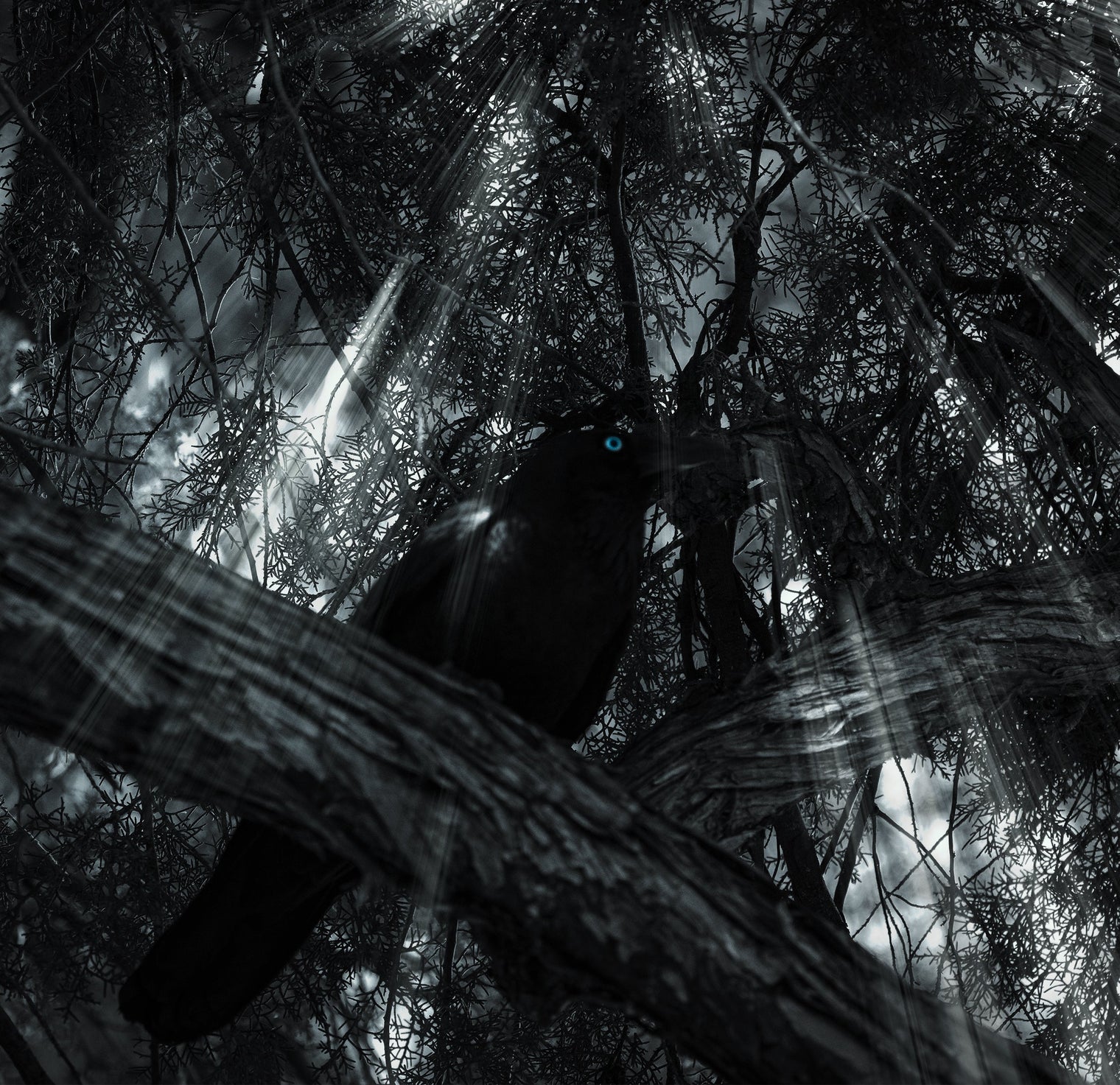 Expert Tips For Black & White Photos