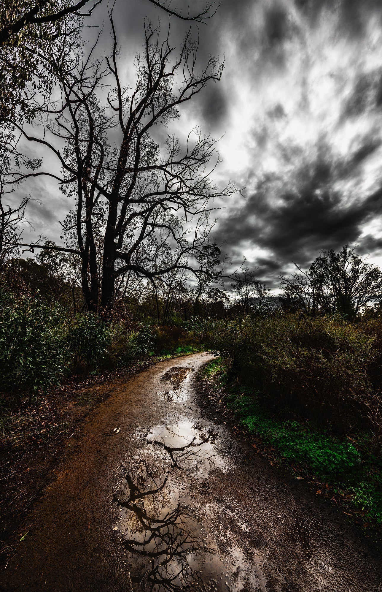 Rain Photography: Where Rain Reveals Nature’s Magic