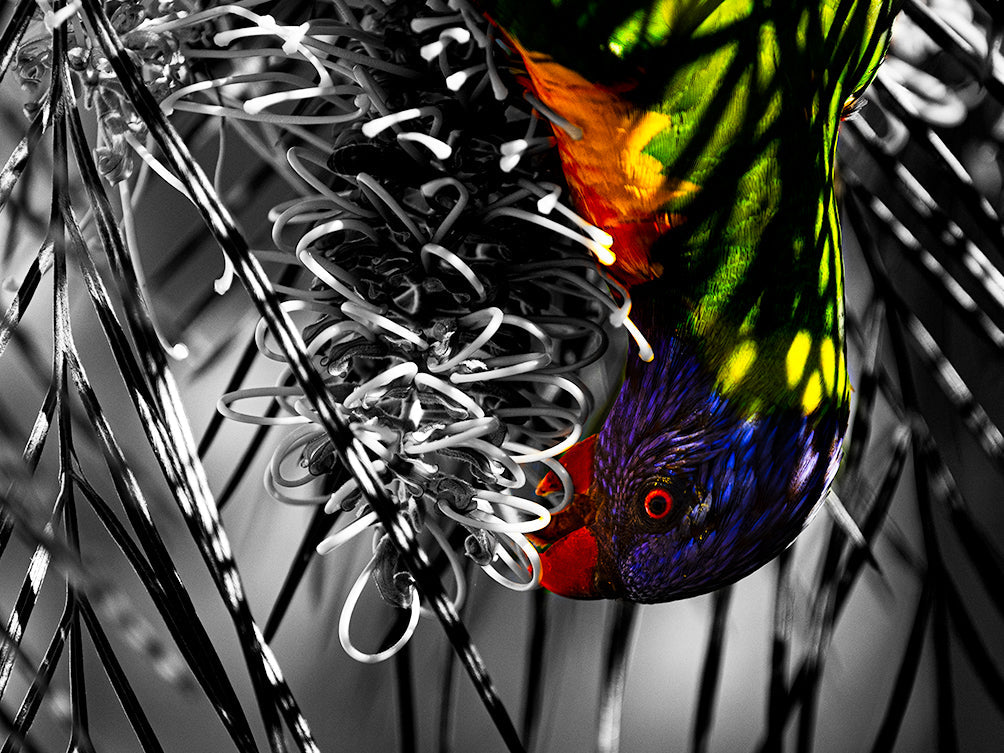 Behind The Camera: Bird Edition