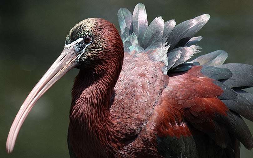 Behind The Camera: Bird Edition