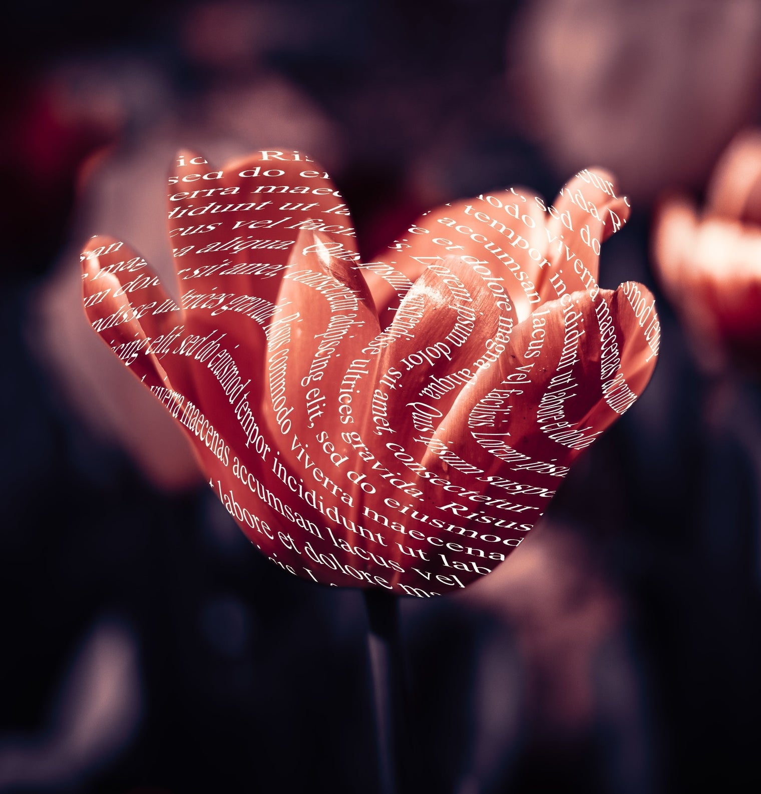 Beautiful red tulip flower covered in poetic words.